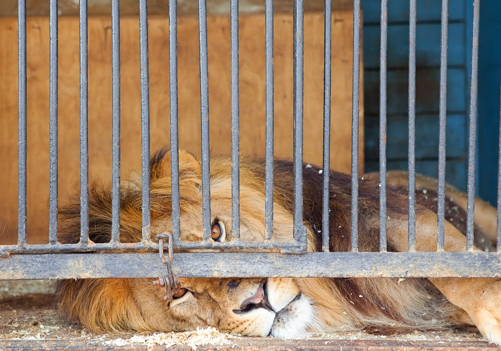 Ein Löwe in einem Käfig
